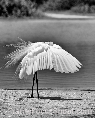 Great egret canopy