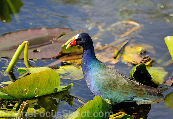 Purple Gallinule.