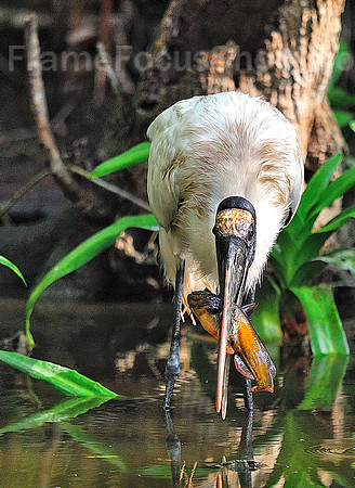 Feeding Wood Storks ( Very Happy ) 3.