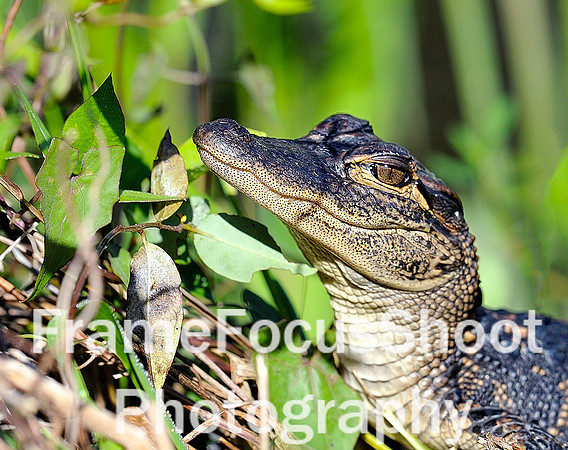 Baby Gator. Everglades, FL