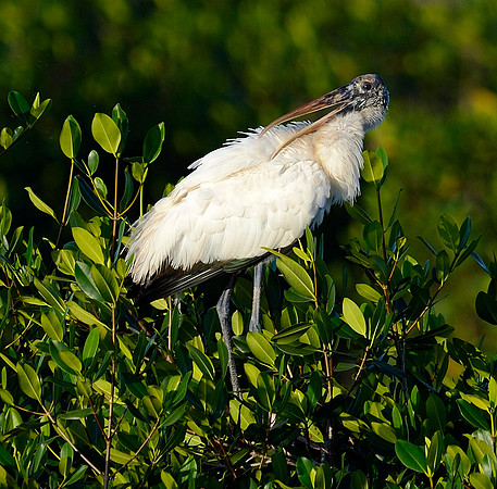 Wood stork...preening