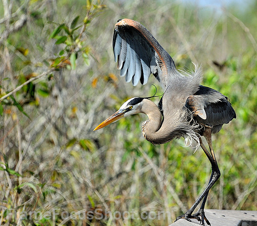 Great Blue Heron