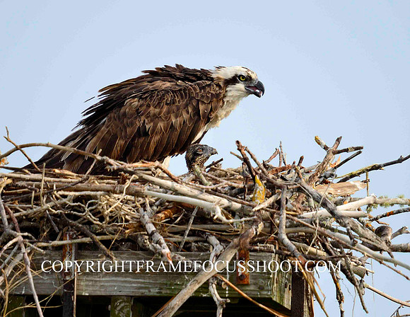 Osprey with chick.