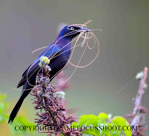 Common Grackel...with nesting material