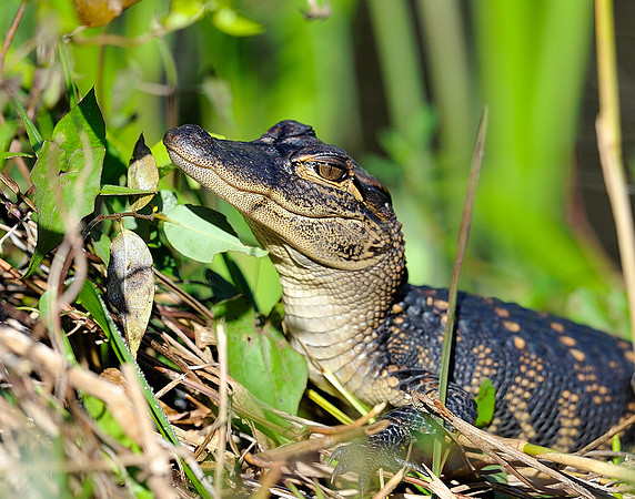 Baby gator.