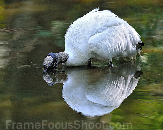 Feeding Wood Storks ( Adult ) 2.