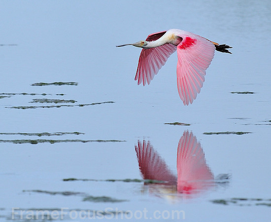 Roseate Spoonbill flight 2.