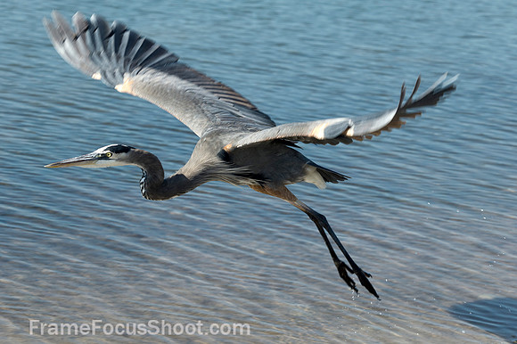 Great blue heron in flight