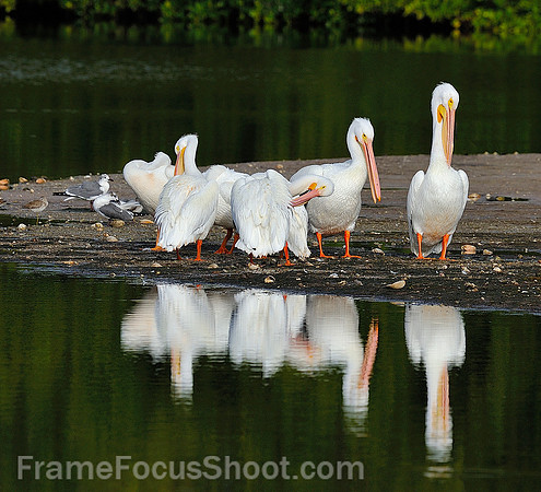 White Pelicians socializing.