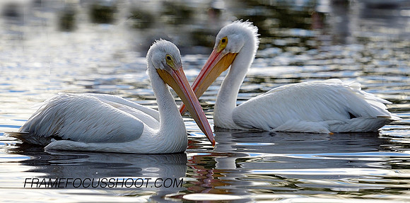 White pelicans  beaks crossed.