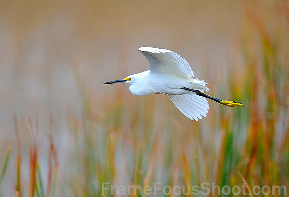 Snowy Egret.