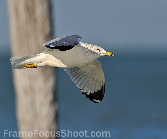 Ring-Billed Gull.