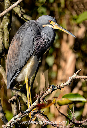 TRI COLORED HERON .