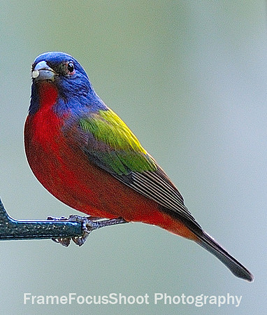 Painted Bunting.
