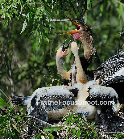 Anhinga feeding sequence1.