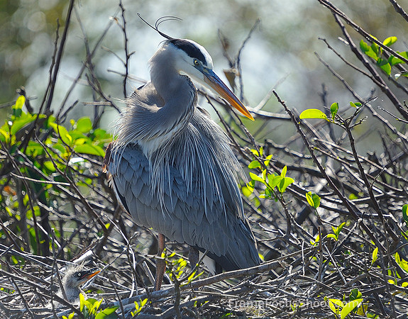 Blue heron and chick