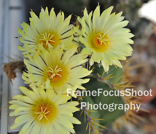 Cactus Flowers, Marco Island , FL