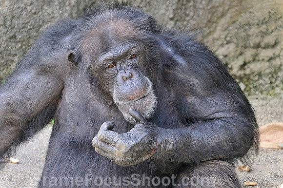 Lowland Gorilla.