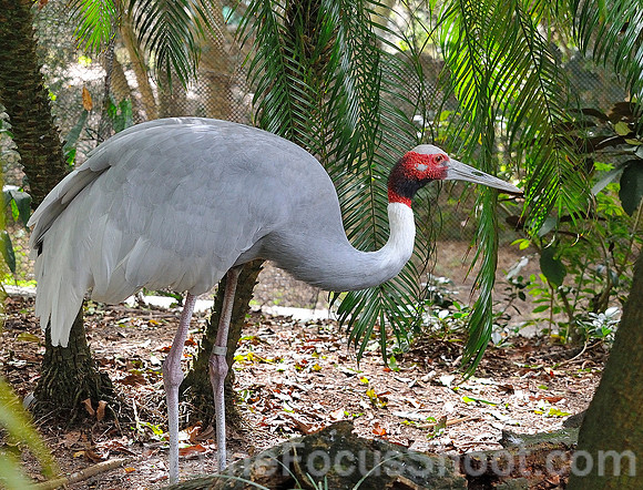 Sarus Crane.
