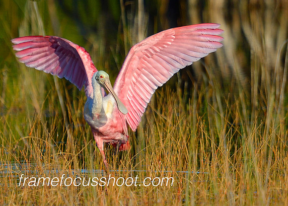 Roseate spoonbill...displaying.