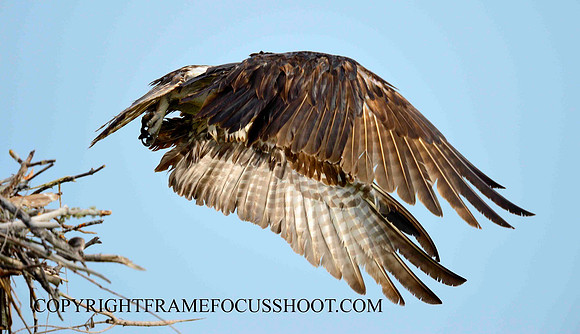 Osprey... off to the hunt