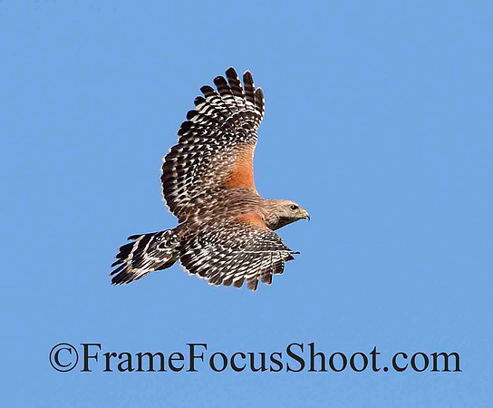 Red shouldered hawk in flight.