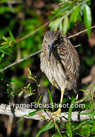 Juvenile Black-Crested Night Heron.