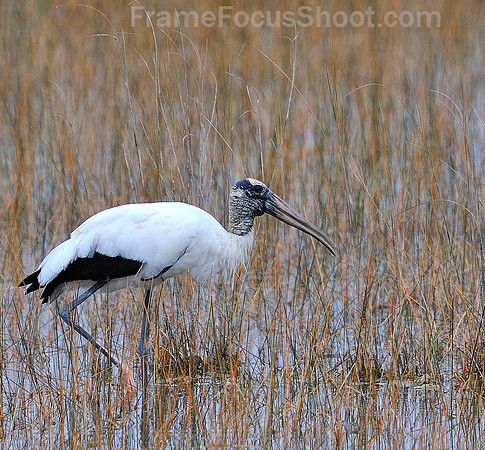 Wood Stork.