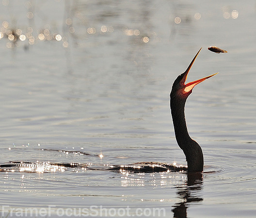 Happy Anhinga.