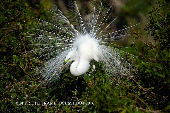 great white greet....breeding pin feathers 7 green lores.