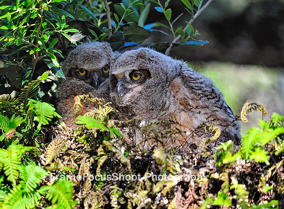 Juvenile Great Horned Owls .