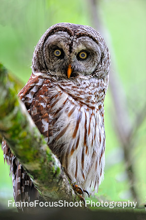 Adult Barred owl.
