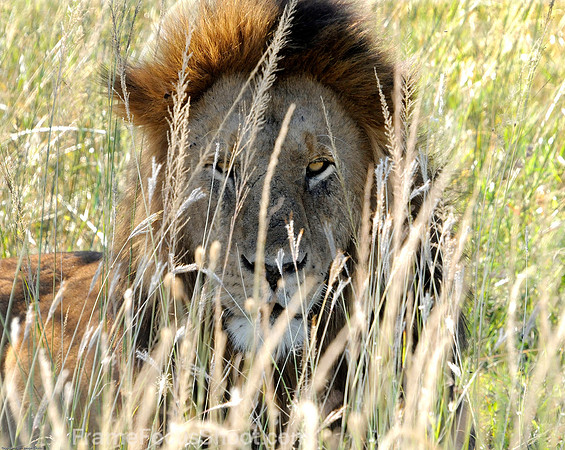 African lion in the bush