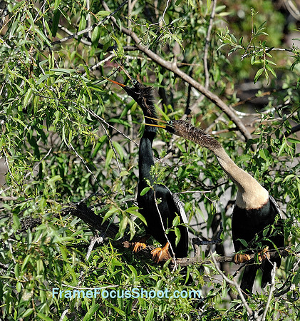 Anhingas.