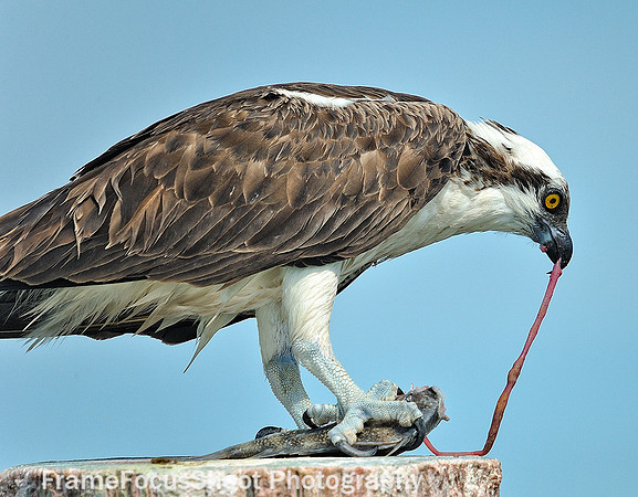 Osprey.  "lunch "