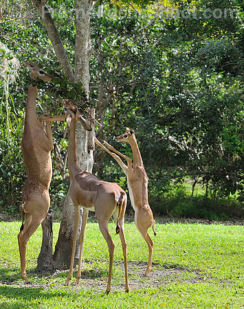 Gerenuk. ( Waller's gazelle).