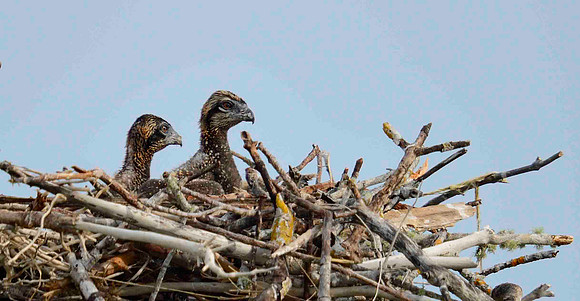 Where's Mom ?  Osprey chicks.