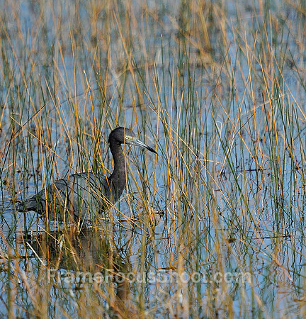 Hunting tri colored Heron.