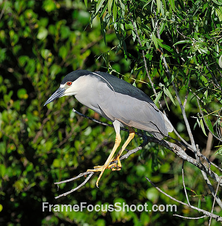 Black-Crowned Night-Heron ( Night Raven )