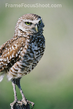 Borrowing owl