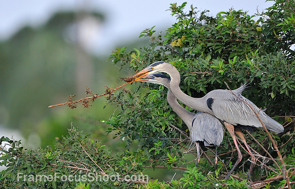 Nest building