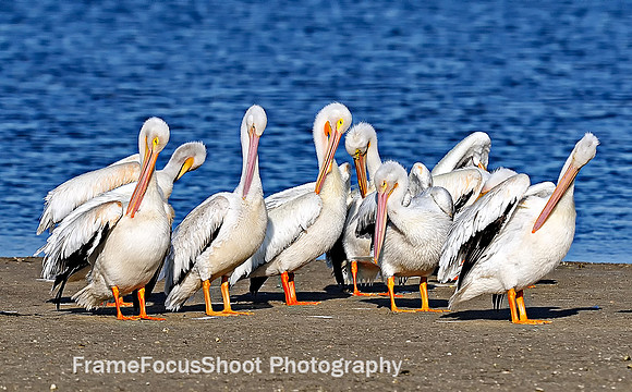 Whie Pelican  "  Preening "