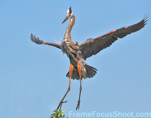 Great Blue Heron landing.
