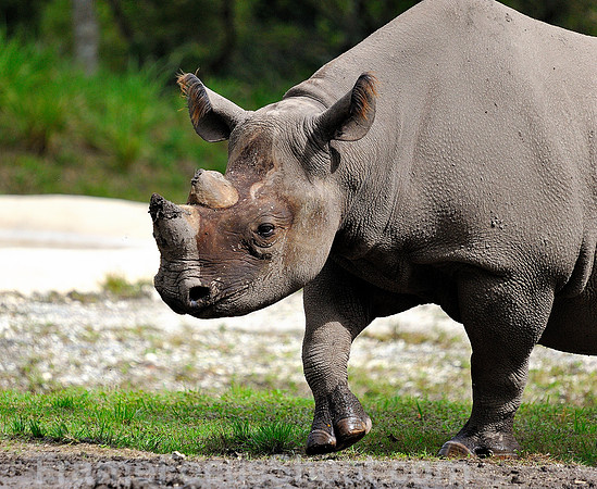 Rhinoceros.