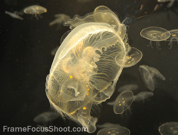 Dancing jelly fish