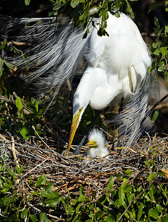 Great white egret with chick.