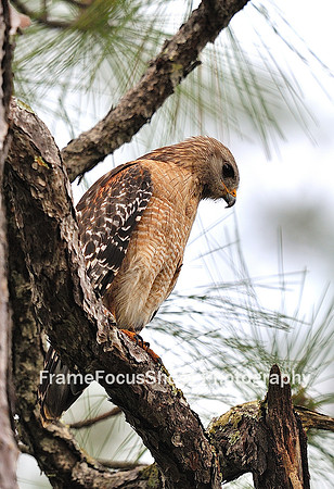 Red Shouldered Hawk.