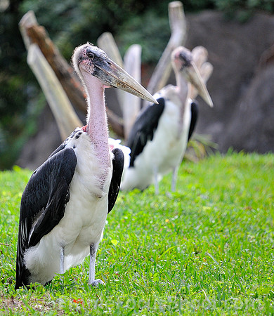 Marabou Srork