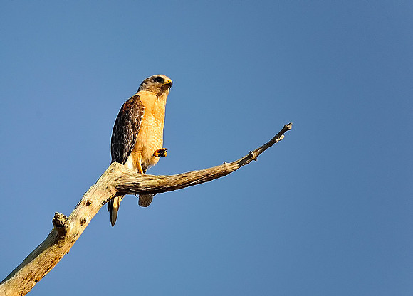 Red shouldered hawk.