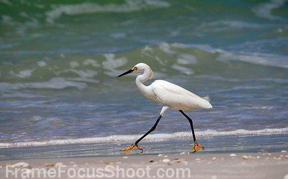 Snowy egret strolling the beach